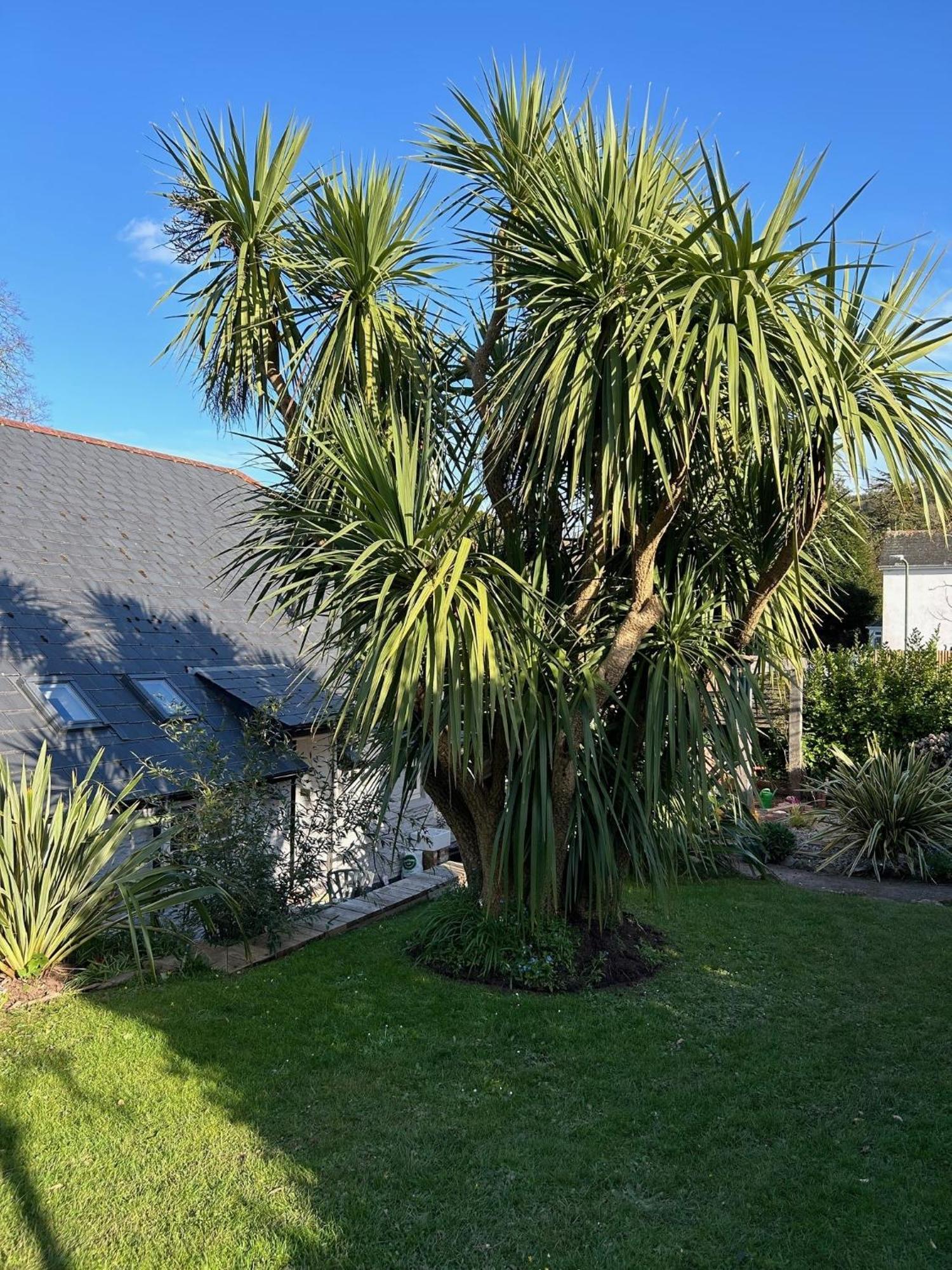Rosedale A Charming Detached 4 Bedroom Cottage. Brixham Exteriér fotografie